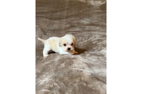 販売中の福岡県のミックス犬-395358の5枚目