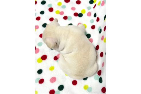 販売中の香川県のフレンチブルドッグ-395362の2枚目