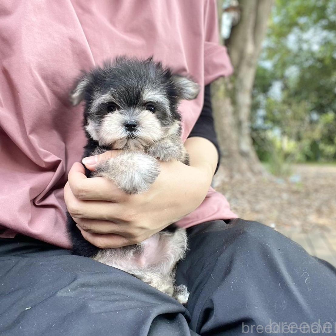 販売中の山梨県のマルキー:マルチーズ×ヨークシャーテリア-395366の7枚目