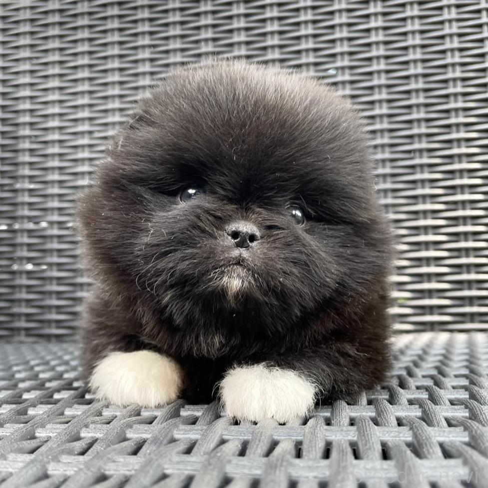 販売中の山梨県のミックス犬-395370の1枚目