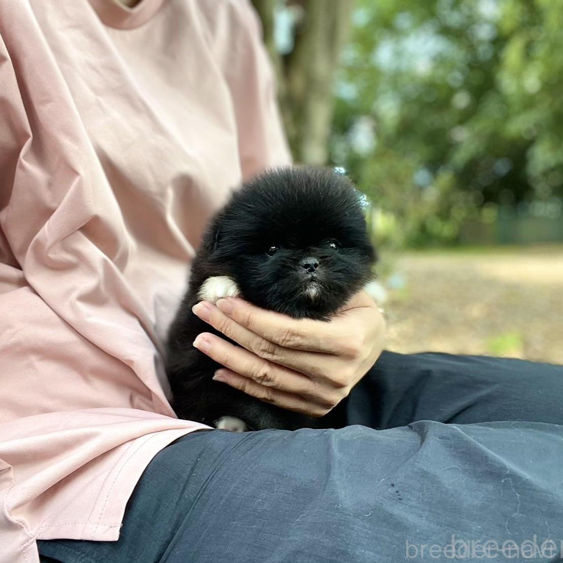 販売中の山梨県のミックス犬-395370の7枚目