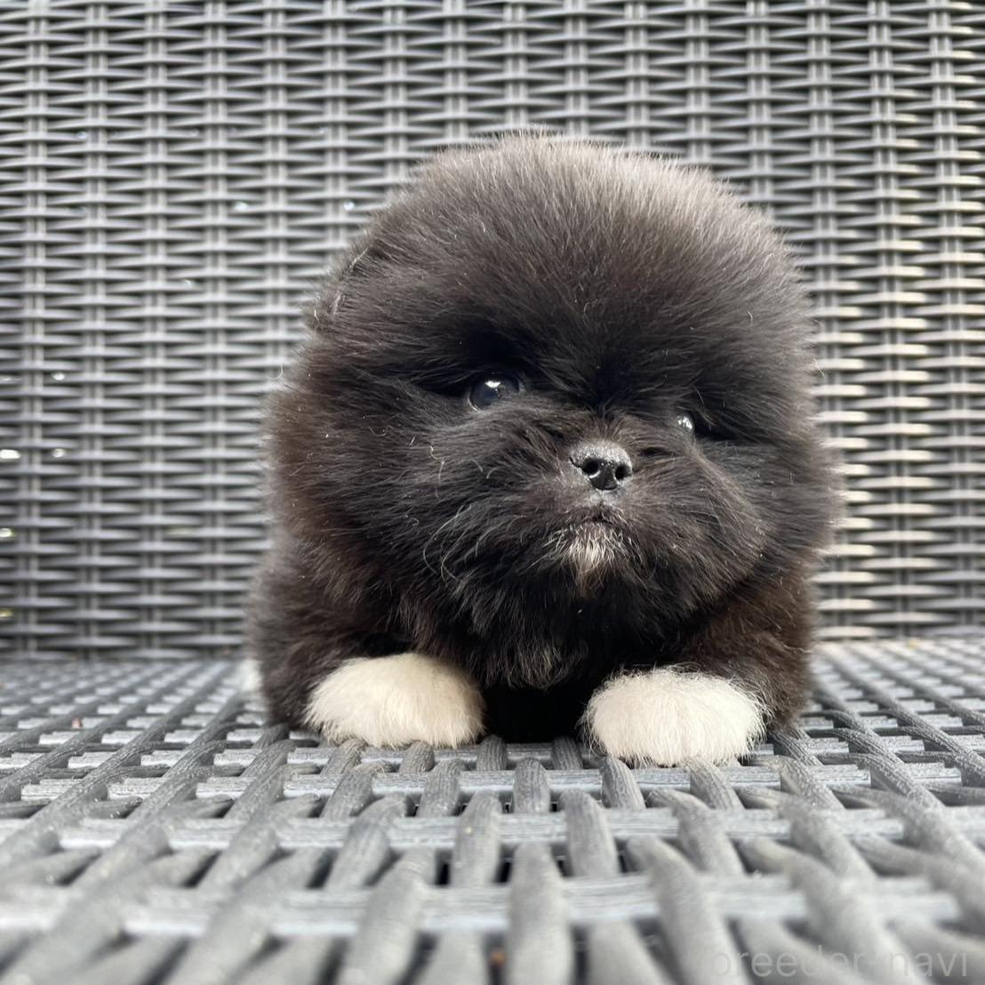 販売中の山梨県のミックス犬-395370の3枚目