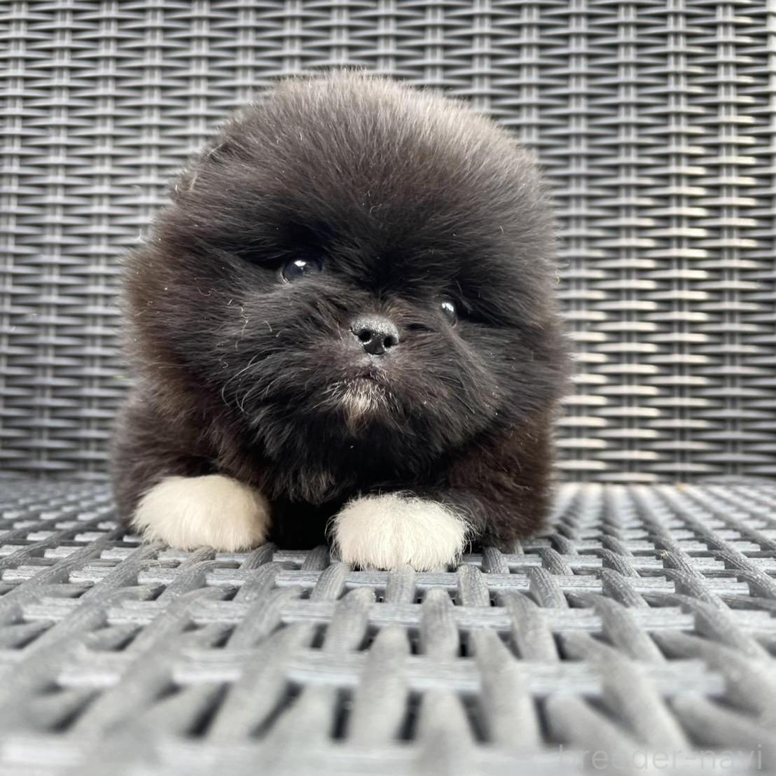 販売中の山梨県のミックス犬-395370の2枚目