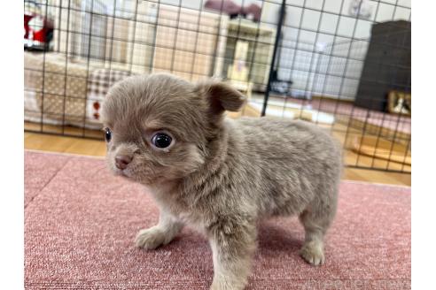 成約済の香川県のチワワ(ロングコート)-394077の20枚目