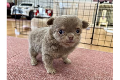 成約済の香川県のチワワ(ロングコート)-394077の19枚目