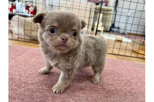 成約済の香川県のチワワ(ロングコート)-394077の18枚目