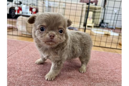 成約済の香川県のチワワ(ロングコート)-394077の16枚目