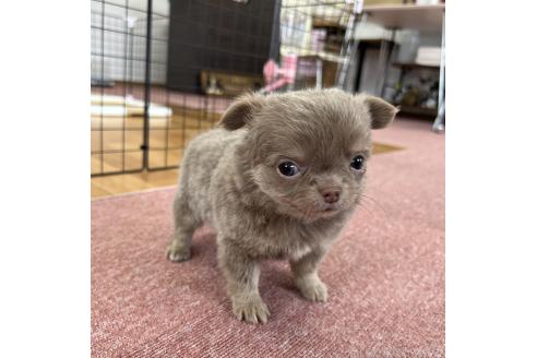 成約済の香川県のチワワ(ロングコート)-394077の15枚目