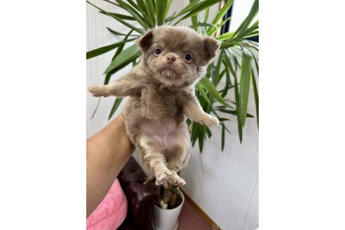 成約済の香川県のチワワ(ロングコート)-394077の4枚目