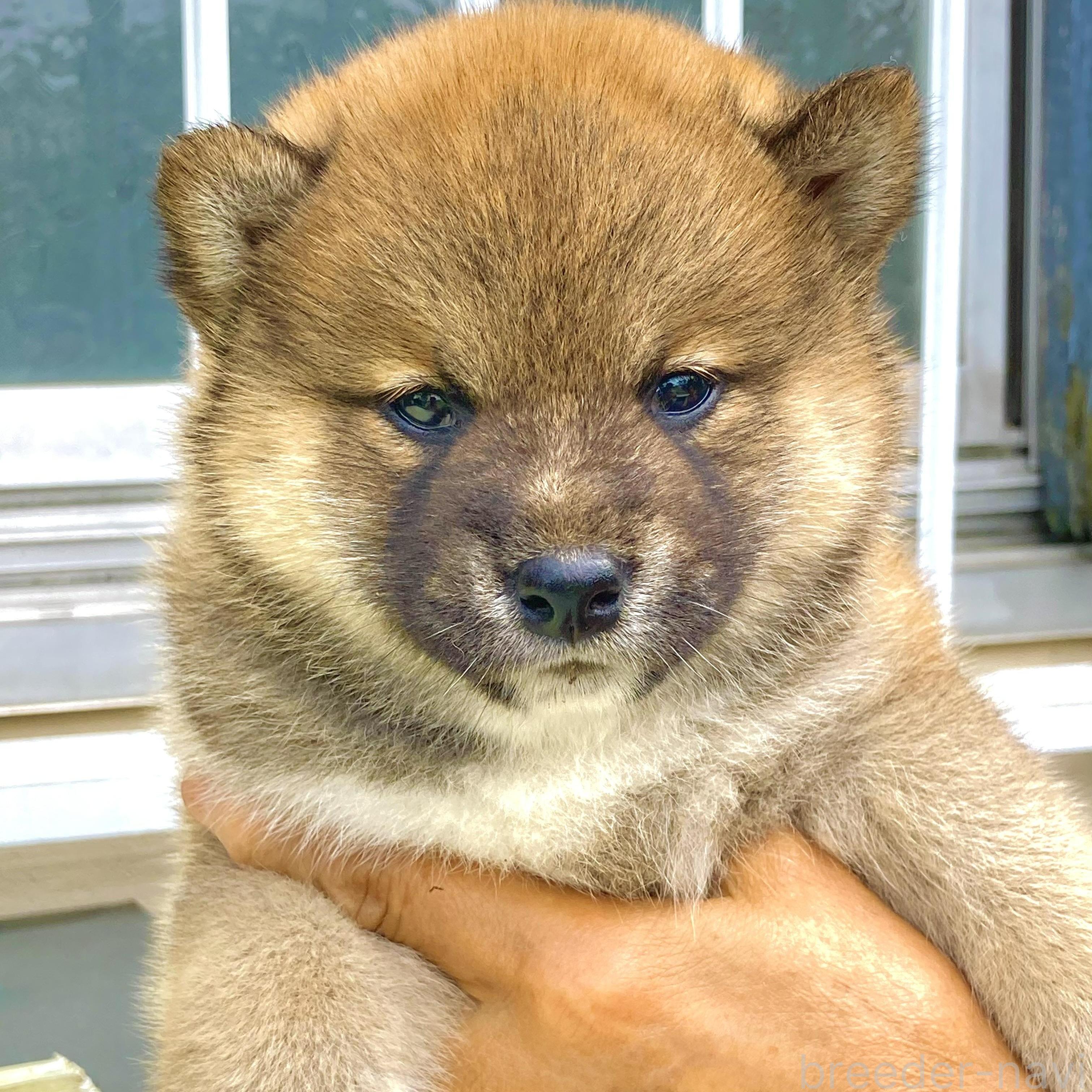 販売中の香川県の柴犬-395373の1枚目