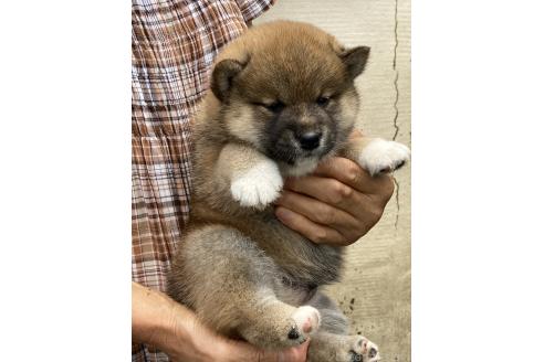 販売中の香川県の柴犬-395373の3枚目