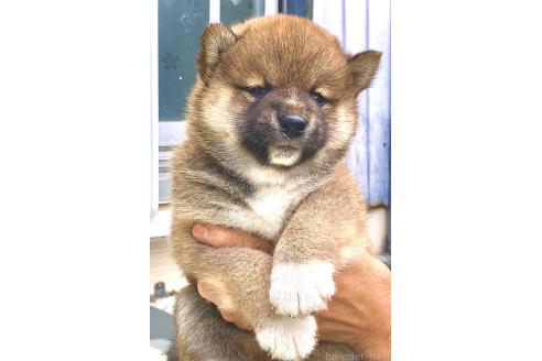 販売中の香川県の柴犬-395373の2枚目