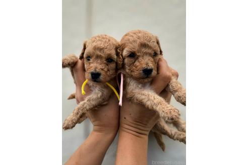 販売中の長野県のトイプードル-394115