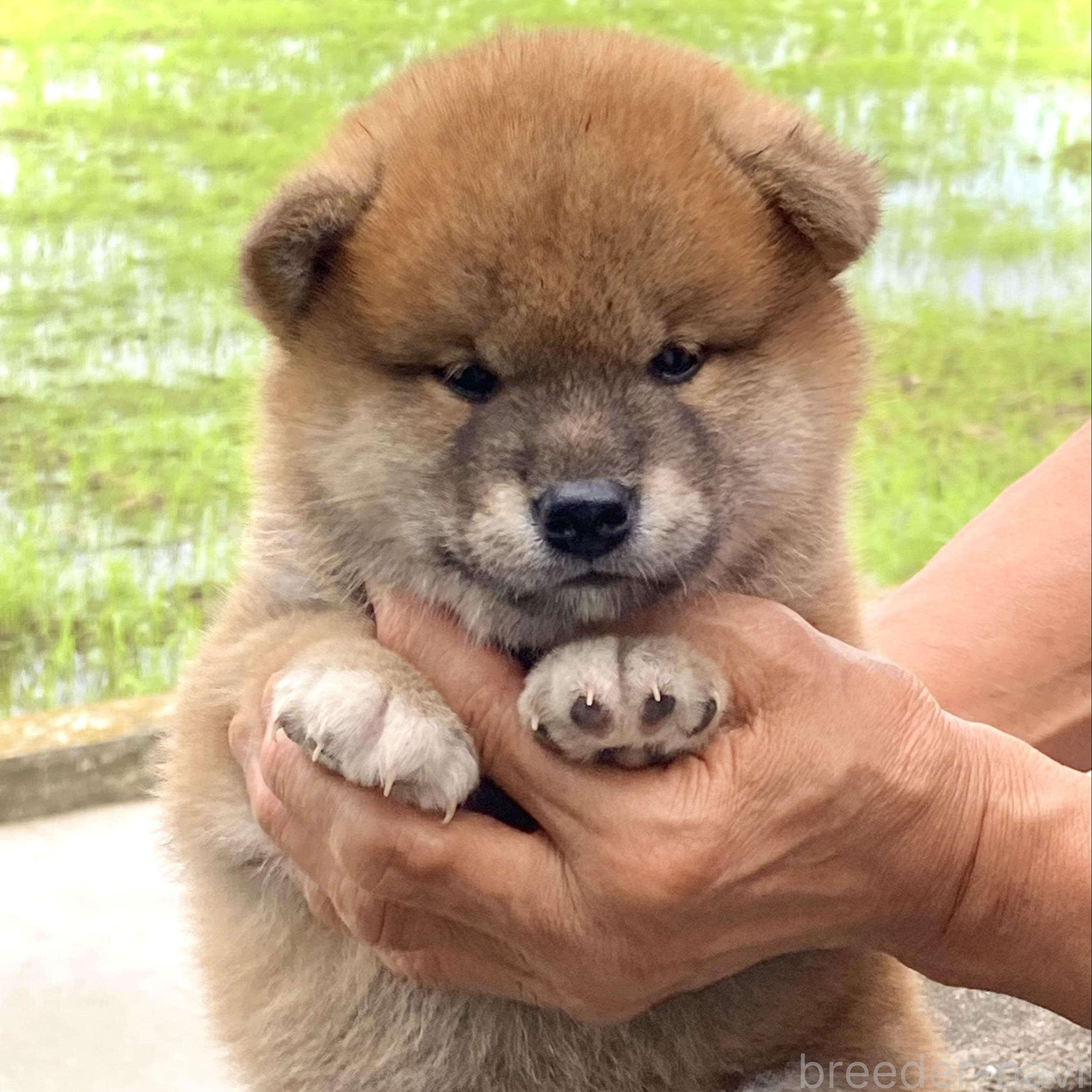 販売中の香川県の柴犬-395380の1枚目