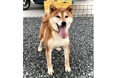 販売中の香川県の柴犬-395380の4枚目