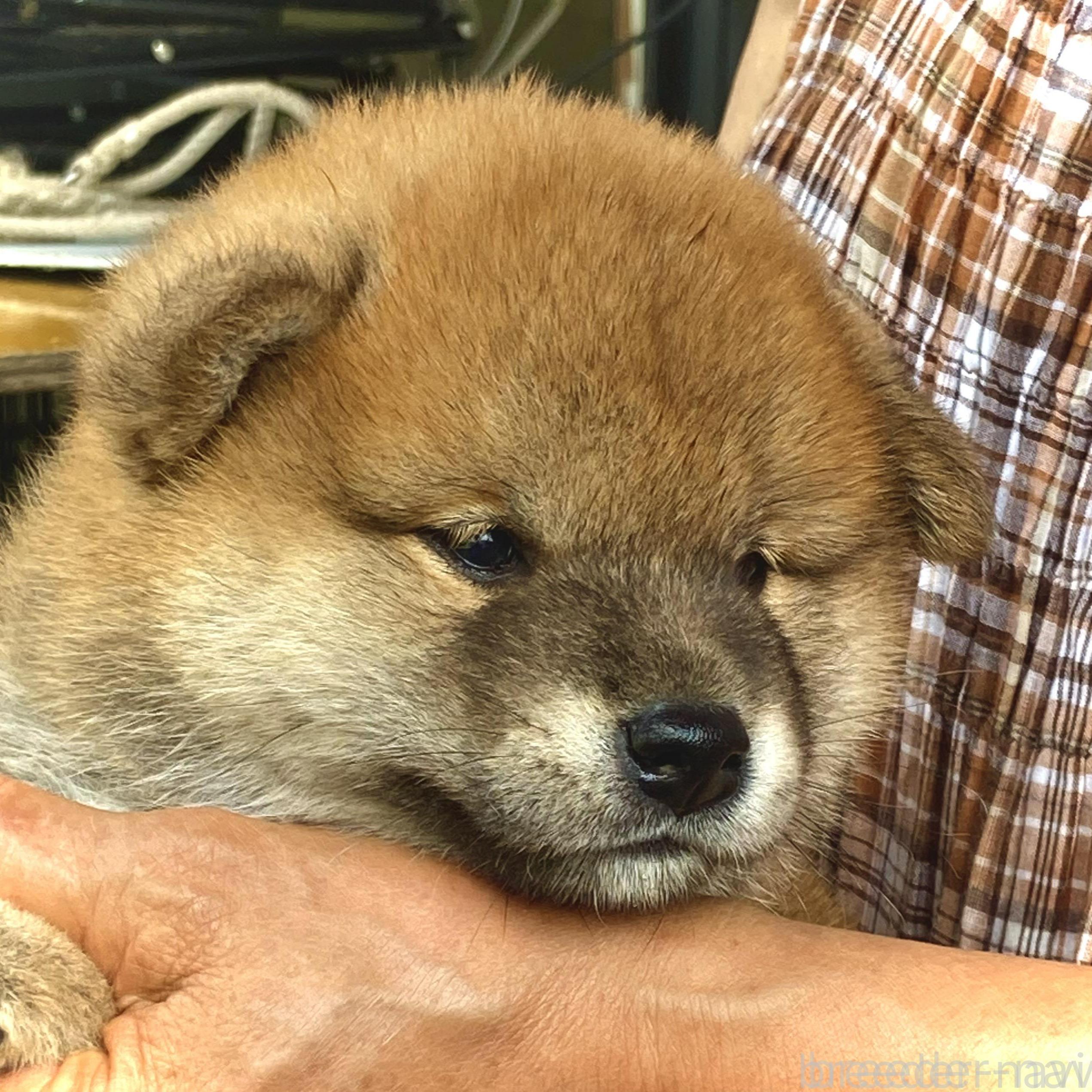 販売中の香川県の柴犬-395380の3枚目