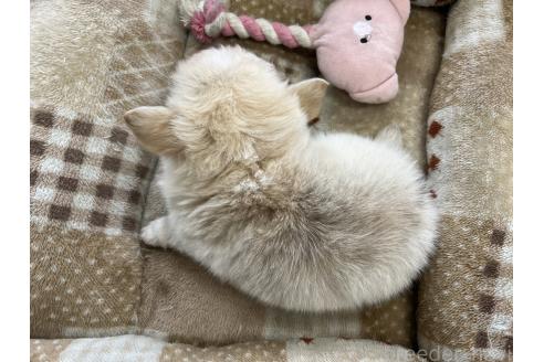 成約済の香川県のチワワ(ロングコート)-394055の5枚目