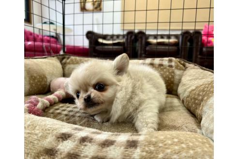 成約済の香川県のチワワ(ロングコート)-394055の4枚目