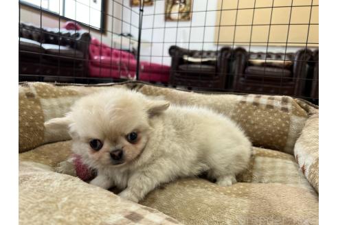 成約済の香川県のチワワ(ロングコート)-394055の3枚目