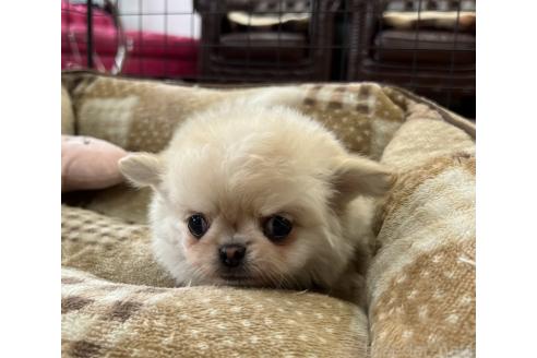 成約済の香川県のチワワ(ロングコート)-394055の2枚目