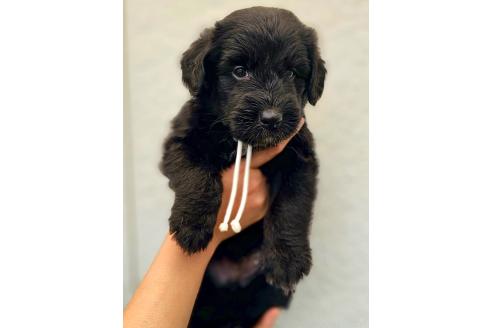 販売中の長野県のミックス犬-392286の4枚目