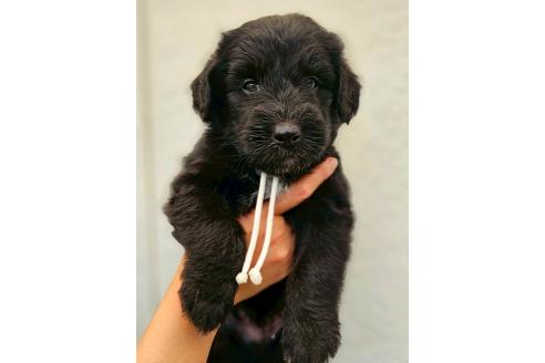 販売中の長野県のミックス犬-392286の1枚目