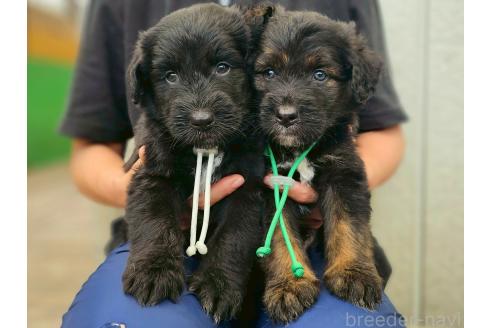 販売中の長野県のミックス犬-392286の3枚目
