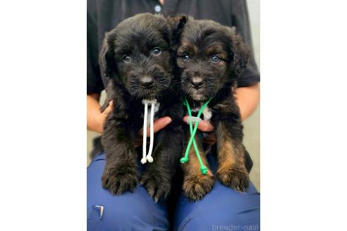 販売中の長野県のミックス犬-392286の2枚目