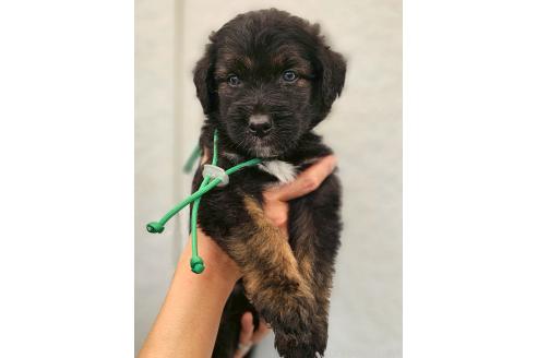 成約済の長野県のミックス犬-392288の4枚目