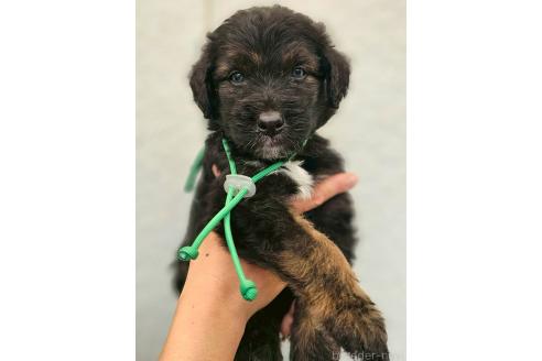 成約済の長野県のミックス犬-392288の1枚目