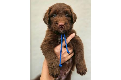 販売中の長野県のミックス犬-392290の4枚目