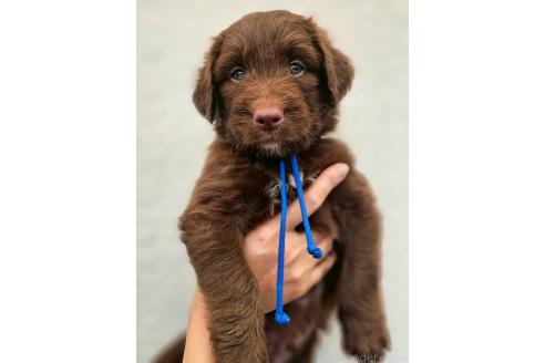 販売中の長野県のミックス犬-392290の1枚目