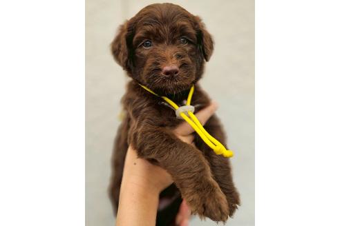 販売中の長野県のミックス犬-392289の1枚目