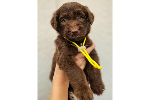 販売中の長野県のミックス犬-392289の4枚目