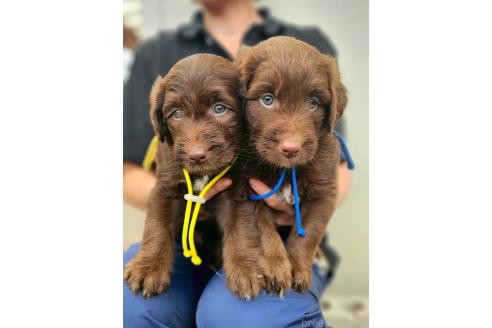 販売中の長野県のミックス犬-392289の3枚目