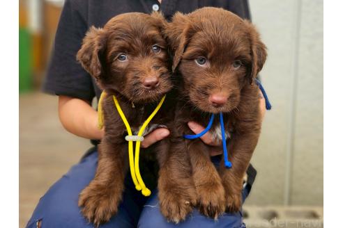 販売中の長野県のミックス犬-392289の2枚目