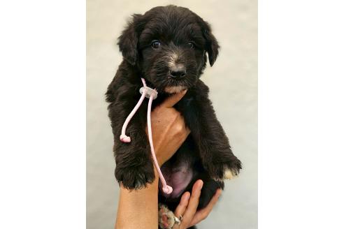 販売中の長野県のミックス犬-392291の4枚目