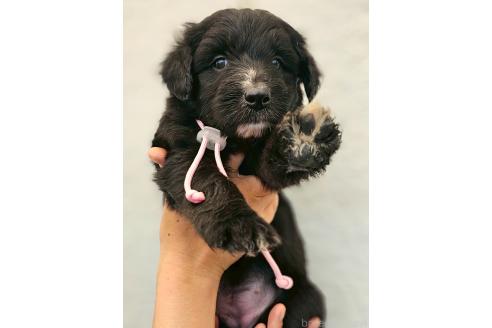 販売中の長野県のミックス犬-392291の1枚目