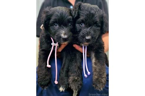 販売中の長野県のミックス犬-392291の3枚目