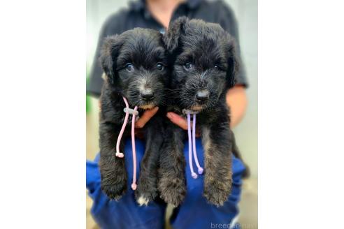 販売中の長野県のミックス犬-392291の2枚目