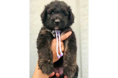 販売中の長野県のミックス犬-392292の1枚目