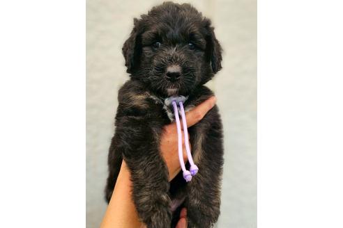 販売中の長野県のミックス犬-392292の5枚目