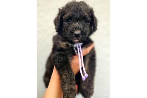 販売中の長野県のミックス犬-392292の4枚目