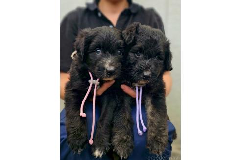 販売中の長野県のミックス犬-392292の2枚目