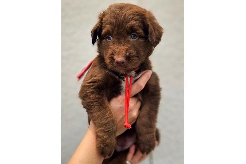 成約済の長野県のミックス犬-392293の5枚目