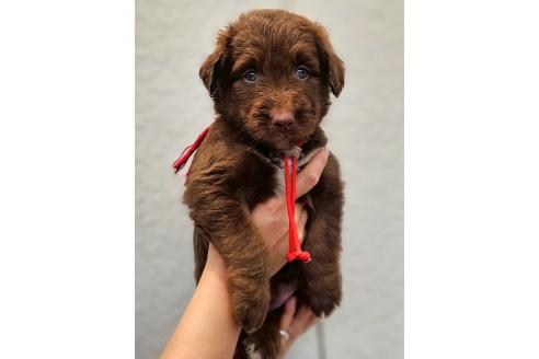 成約済の長野県のミックス犬-392293の4枚目