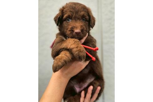 販売中の長野県のミックス犬-392293