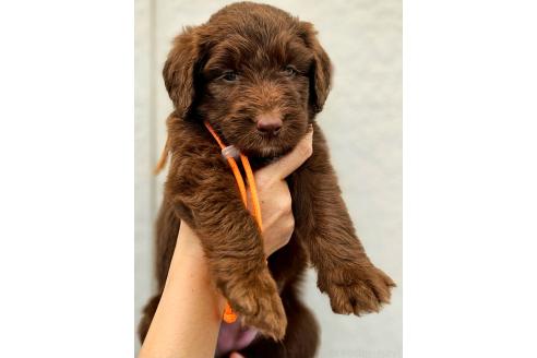 成約済の長野県のミックス犬-392294の5枚目