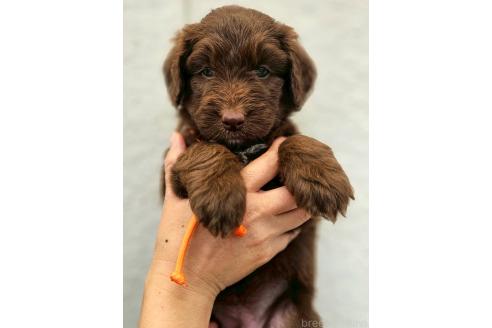 成約済の長野県のミックス犬-392294の4枚目