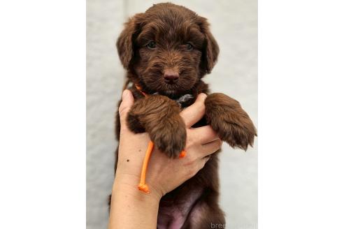 販売中の長野県のミックス犬-392294